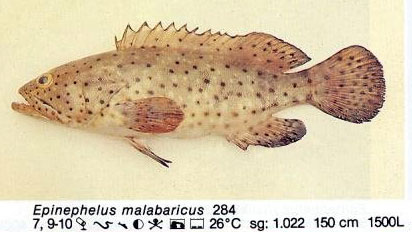 Epinephelus malabaricus